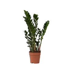 Gemma di Zanzibar Zamioculcas Zamiifolia 60cm Pianta da interno verde