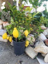 2 piante produttive di Limone