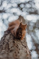 ROLLEI PLANAR 1.8/50
