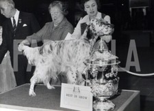 Foto vintage Cani, 1977, Setter Inglese campione, Dog Show, Stampa 21 x 15 cm