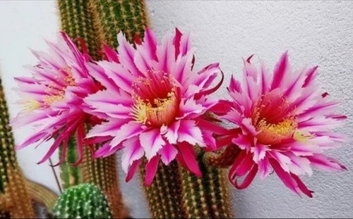 Trichocereus-Echinopsis