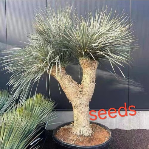 Raresucculent plant yucca - raresucculent,