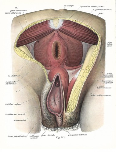 Stampa antica anatomia - antica,