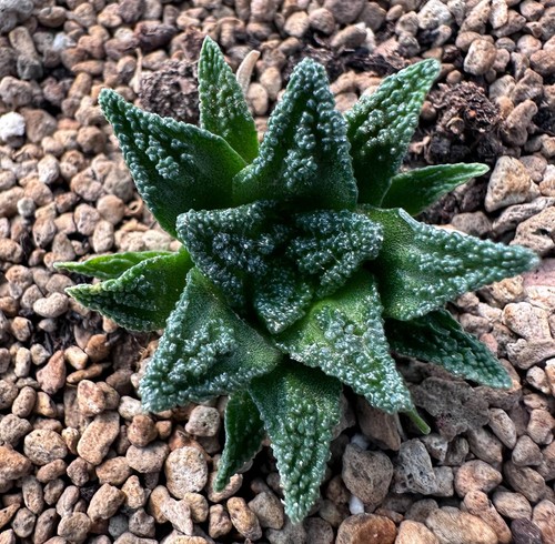 Ariocarpus hintonii see d - hintonii, see-d