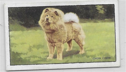 Single card original dogs - original,