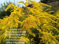 Canada Goldrute, Solidago