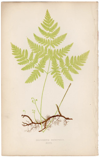 Antica stampa botanica - , 1872