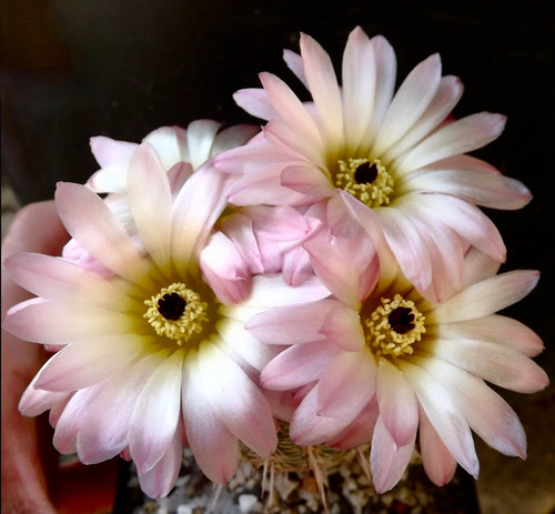 Notocactus rutilans seeds - seeds,
