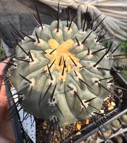 Vendita rara pianta cactus