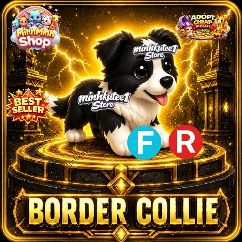 Border collie - fr,