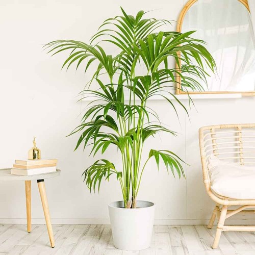Semillas palmera kentia - 5,
