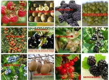 650 semi frutti bosco in - 650,