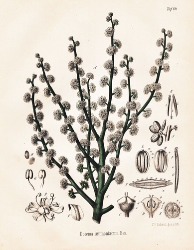 Dorema ammoniacum ammoniaca - ammoniacum,