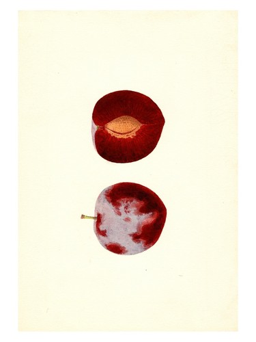 Poster botanico prugna rossa - rossa, |