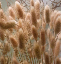 100 Semi Di Erba Coda Di Coniglio - Lagurus Ovatus - Molto Decorativo