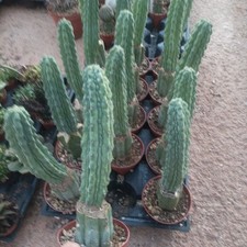🌵🌵myrtillocactus