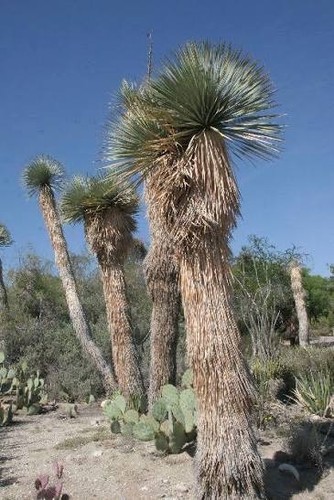 Yucca rigida seeds - –, blue