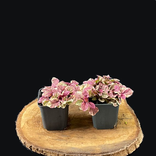 Ajuga reptans burgundy glow - 'burgundy, glow'
