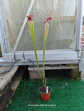 #29 - Sarracenia L18 MK x Leah