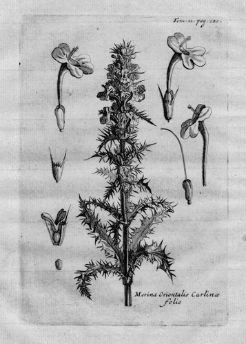 1718 morina caprifoglio erbe - -,