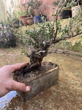 Bonsai Timo , Macchia
