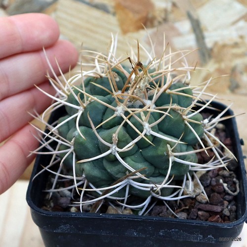 Thelocactus hexaedrophorus