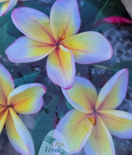 Frangipani plumeria mojito - frangipani,