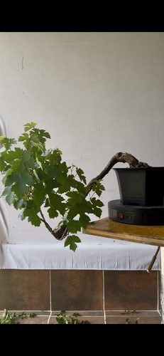 Pre bonsai vite san - pre, giovese