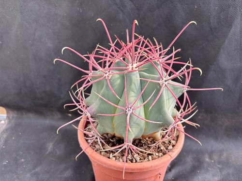 Ferocactus emoryi sinaloa - ferocactus,