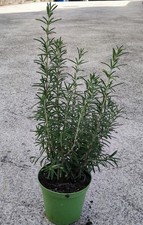 Pianta Rosmarino ErettoVaso