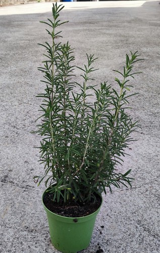 Pianta rosmarino erettovaso - pianta,