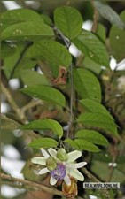Passiflora Popenovii – 10