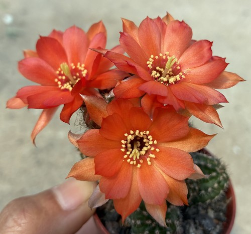 Chamaecereus hybrid orange - hybrid,