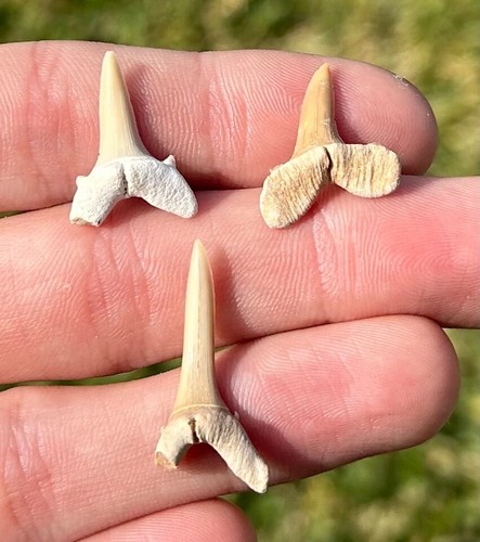 Denti squalo fossile - di,