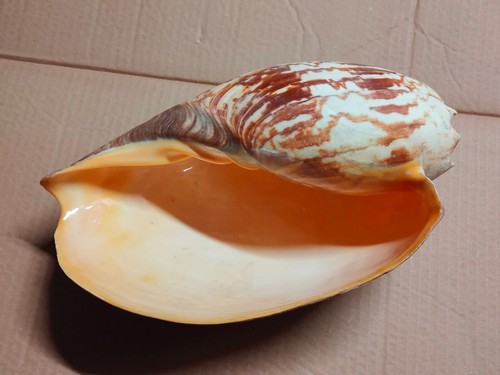 Conchiglia shell voluta melo - conchiglia,