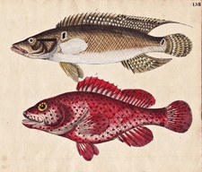 Pesce Pesci Branzino Pesce