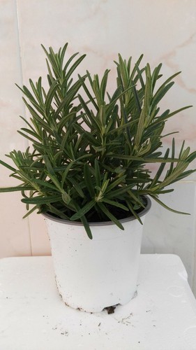 Rosmarino vaso 14cm erbe - rosmarino,