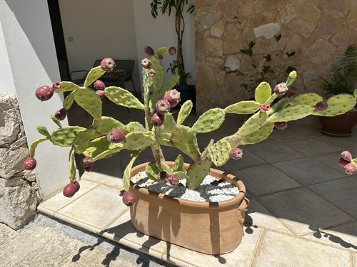 Opuntia stretta ornamentale - ,