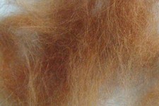 Doppiaggio coniglio angora - 2g,