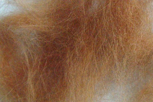 Doppiaggio coniglio angora - doppiaggio,
