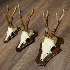 Corna Di Capriolo 3 Pezzi