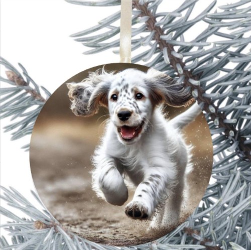 Setter inglese cane regalo