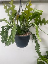 Epiphyllum anguliger fishbone - epiphyllum,