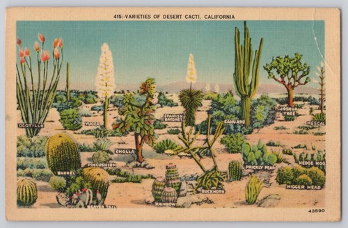 California varietà cactus - varietà,
