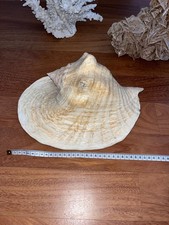 Conchiglia grande fossile gigante Conchiglie da collezione naturale Cm 31 