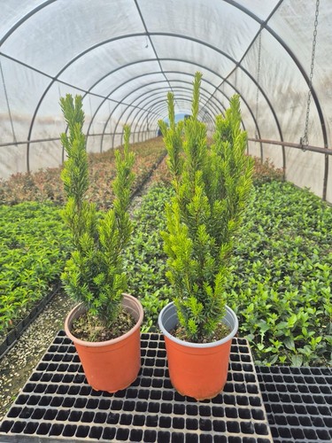 Piante taxus x media - 2,