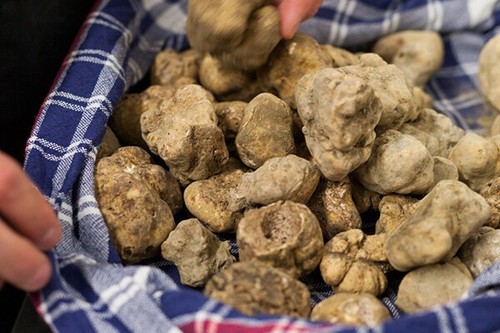 Micelio tartufo bianco - micelio,