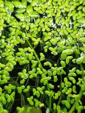 Lemna minor, pianta