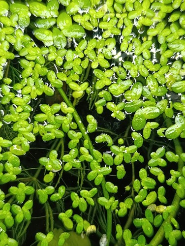Lemna minor pianta - lemna,