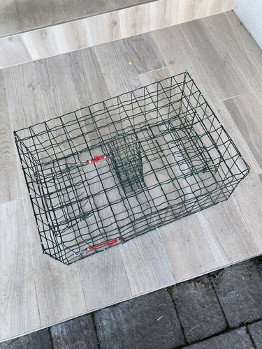 Nassa granchi - x,